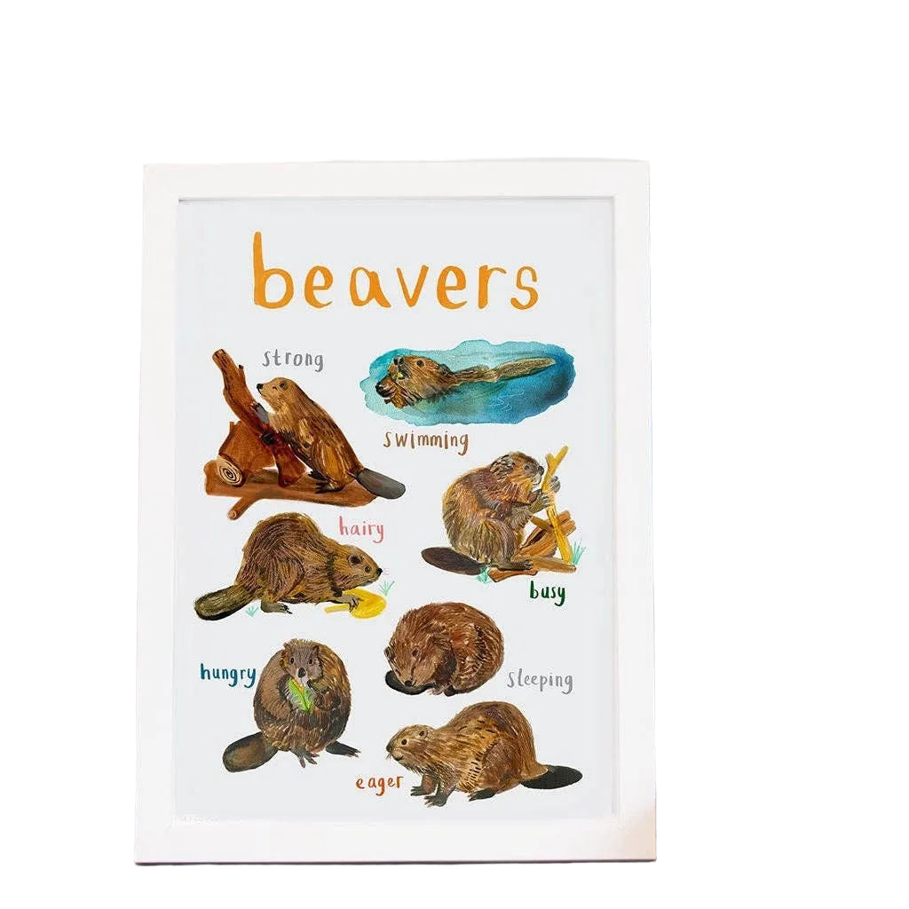 Art print with labelled illustrations of beavers. The text 'Beavers' is printed on top of the images. The print is in a white frame.