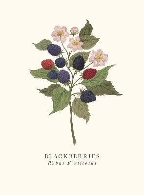 Blackberries Blank Art Card