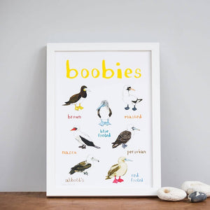 An image of a framed art print with labelled illustrations of birds. The text 'Boobies' is printed on top of the images. The print stands on a wooden surface against a white wall.