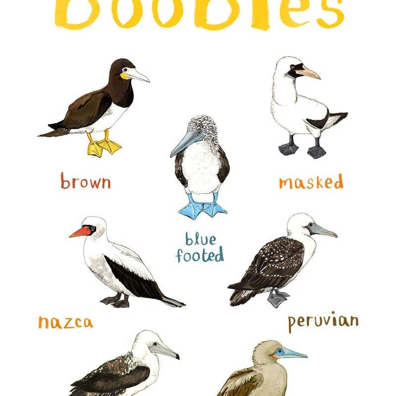 Close up image of an art print with labelled illustrations of birds. The text 'Boobies' is printed on top of the images.
