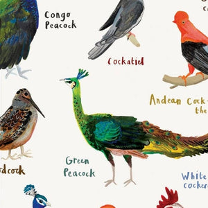 A close up image of an art print with labelled illustrations of cock birds. 