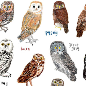 Close up image of an art print with labelled illustrations of owls. 