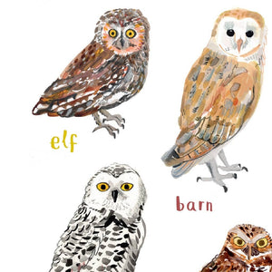 Close up image of an art print with labelled illustrations of owls. 