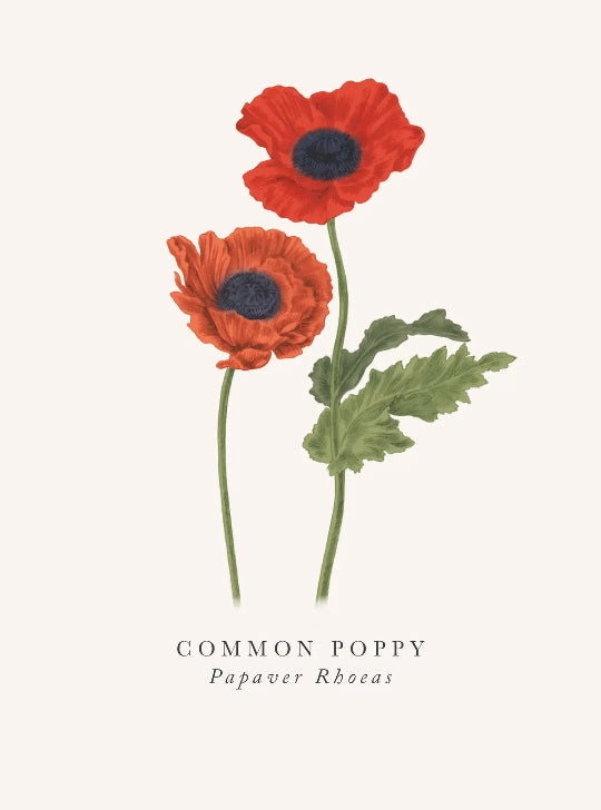 Common Poppy Blank Art Card