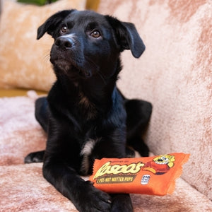 A red novelty toy designed to look like a pack of Reeses Peanut Butter Cups. The logo for 'Rosco's' is printed on the centre of the toy while an illustration of a yellow dog eating a peanut butter cup is printed on the right side. The text '2 pee-nut mutter pups' and '210 tail wags per serving' is also printed on the toy. The toy sits beside a black puppy.