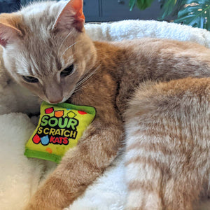 Image of a ginger cat sitting beside and sniffing a toy that says 'Sour Scratch Kats' that has been designed to look like Sour Patch Kids. The cat appears to be very mellow and content. 
